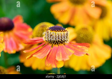 Helenium autumnale (sneezeweed comune) fiori closeup UK Foto Stock