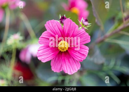 COSMOS bipinnatus (cosmo giardino) fiore rosa in un giardino inglese primo piano Foto Stock