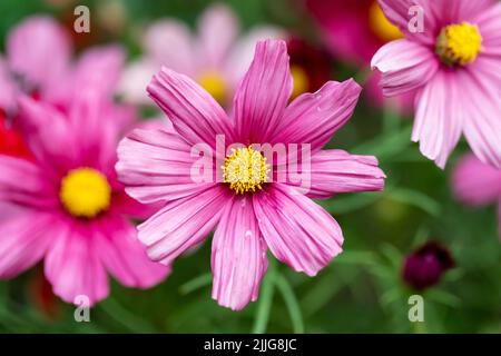 COSMOS bipinnatus (cosmo giardino) fiori rosa in un giardino inglese primo piano Foto Stock