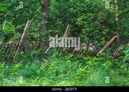 Bella foresta naturale e paesaggio agricolo panorama con cancello e recinzione in bassa Sassonia Germania. Foto Stock