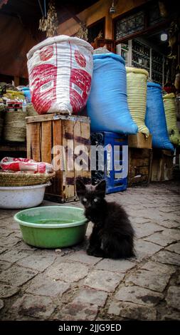 Un gatto selvatico beve acqua nel mezzo del souk di Marrakech Foto Stock
