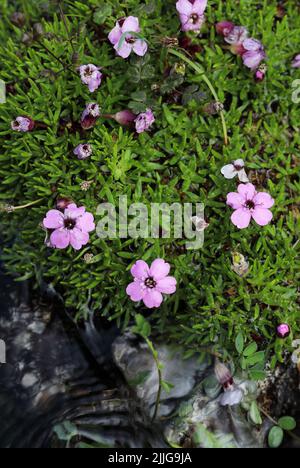 Moss campion Foto Stock