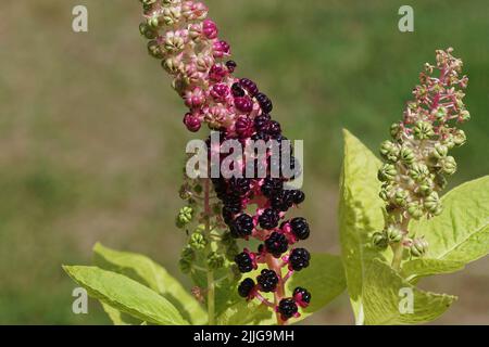 Primo piano maturazione e bacche nere di alghe indiane (Phytolacca acinosa), famiglia Phytolaccaceae. Estate, luglio, giardino olandese. Foto Stock