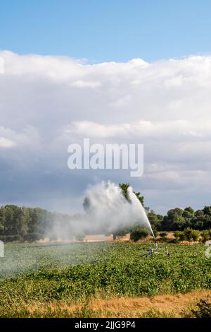 Un irrigatore spruzzando un campo di barbabietola da zucchero a Norfolk durante il tempo caldo e secco del luglio 2022. Foto Stock