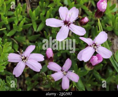 Moss campion Foto Stock