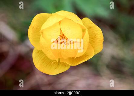 Globeflower Foto Stock