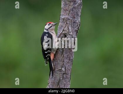 Novellame Great Spotted Woodpecker, Dendrocopos Major, sul log in Garden, Lancashire, Regno Unito Foto Stock