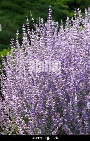 Arbusti, salvia russa, viola, Perovskia atraplicifolia, colore lavanda, Pianta, Perenne, confine Foto Stock