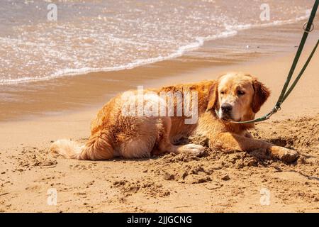 Cane sdraiato e rilassante sulla spiaggia sabbiosa di famiglia a Lacona Elba Italia Foto Stock