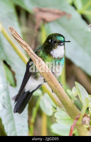 Tourmaline Sunangel Hummingbird femmina (Heliangelus exortis) Ecuador Foto Stock