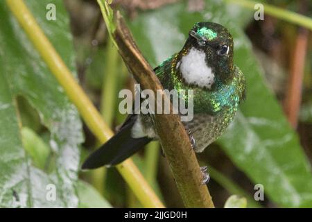 Tourmaline Sunangel Hummingbird femmina (Heliangelus exortis) Ecuador Foto Stock