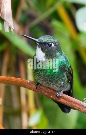 Tourmaline Sunangel Hummingbird femmina (Heliangelus exortis) Ecuador Foto Stock