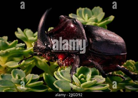 Un maschio comune rinoceronte scarabeo su una pianta verde ( oryctes nasicornis ) Foto Stock