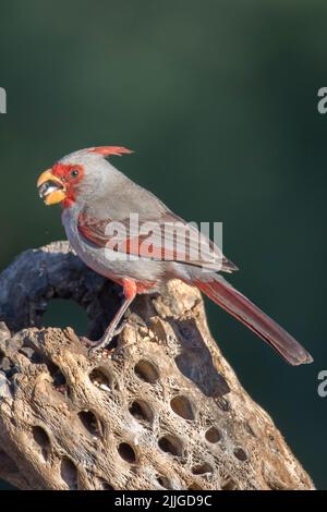 Maschio Pyrrhyloxia mangiare (Cardinalis sinuatus) Southern Arizona Foto Stock