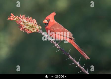 Il Cardinale nord maschio (Cardinalis cardionalis) Southern Arizona Foto Stock