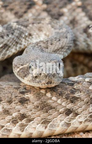 Western Dioamondback Rattlesnake close-up (Crotalus atrox) Southern Arizona Foto Stock