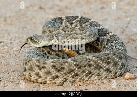 Western Dioamondback Rattlesnake (Crotalus atrox) Southern Arizona Foto Stock