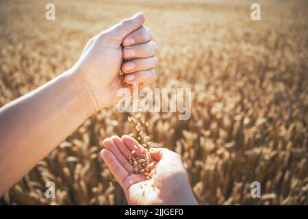 Grani di grano maturi in agronomo mani su campo d'oro incandescente dalla luce arancione tramonto. Sfondo industriale e naturale Foto Stock