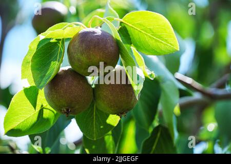 Pere in maturazione che appendono l'albero tra il verde fogliame in giorno di sole Foto Stock