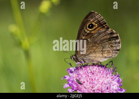 Una farfalla europea, il grande muro marrone nettare da bere su un fiore di prato rosa durante una giornata di sole in Estonia Foto Stock