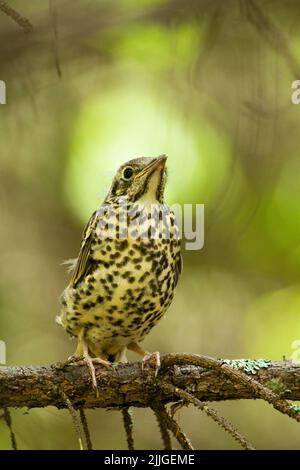 Giovane mistle mughetto, Turdus vivivorus arroccato su un ramoscello nella foresta boreale estone durante il giorno di giugno soleggiato Foto Stock
