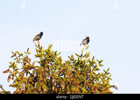 Due stellati comuni maschi, Sturnus vulgaris in cima ad un abete di Norvegia in una serata di primavera Foto Stock