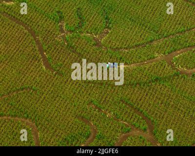 Il grande labirinto Ryedale ritorna per il suo terzo anno ai piedi degli Yorkshire Wolds, Funfair, Aerial Drone dall'Air Birds Eye View Foto Stock