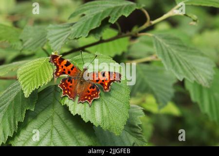 Piccolo album europeo di polygonia, calle comma farfalla, che riposa su una foglia verde in un giorno estivo in Estonia Foto Stock