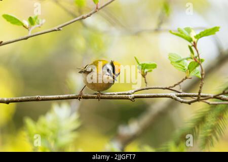 Una piccola e curiosa Frecrest comune, Regulus ignicapillus nel mezzo della foresta boreale estone Foto Stock