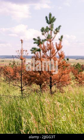 Essiccato conifere giallo ago pino albero bruciato tronco lentamente recupero dopo calore anormale e siccità o incendio clima cambiamento ecosistema Foto Stock