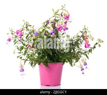 Fuchsia piante in vaso isolato su bianco Foto Stock