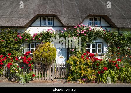 Cottage colorato di paglia coperto con rose vista da strada, Wherwell, Test Valley, Hampshire, Inghilterra, Regno Unito, Europa Foto Stock