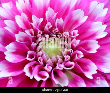 Primo piano di un fiore di Dahlia (Fuzzy Wuzzy) rosa e bianco. Foto Stock