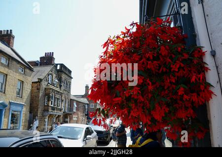 pianta fiorita rossa in paniere sospeso in alnwick northumberland st inghilterra gran bretagna 2022 Foto Stock