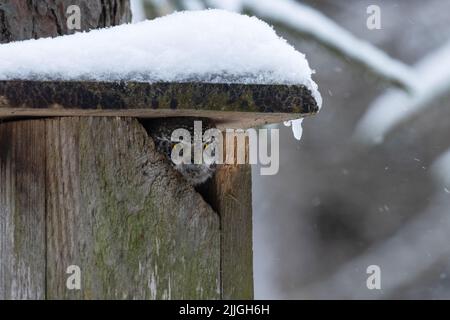 Piccolo gufo eurasiatico, Glaucidium passerinum guardando da una scatola di nidificazione di uccelli in una foresta boreale Foto Stock