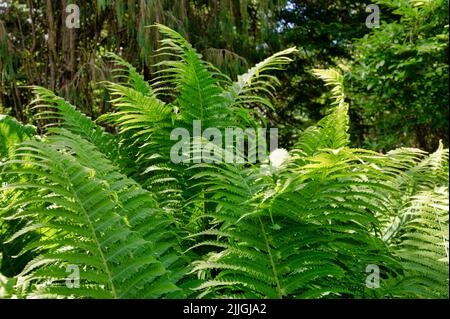 Felci verdi alla luce del sole che crescono in una foresta in Irlanda Foto Stock