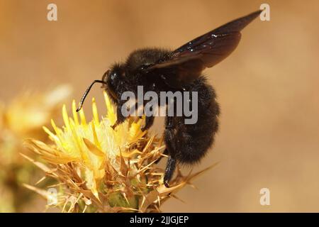 Primo piano sulla più grande ape solitaria nera europea, la Xylocopa violacea, coperta di polline nel sud della Francia Foto Stock