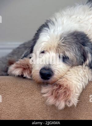 Un grande e soffice sheepdog inglese antico, snooze sulla cima di una scala tappezzata Foto Stock