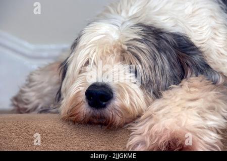 Un grande e soffice sheepdog inglese antico, snooze sulla cima di una scala tappezzata Foto Stock