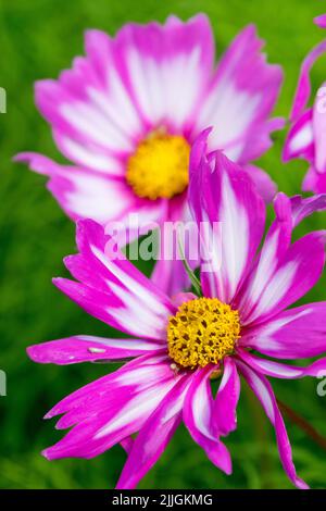 COSMOS flower Cosmos 'Capriola' Rosa bianca Foto Stock