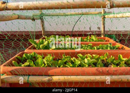 Particolare di alcune ravanelli piantati in diversi vasi di plastica protetti da uccelli con una struttura di canne e reti in un giardino urbano Foto Stock