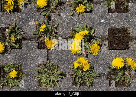 Dente di leone che cresce tra le asfaltatrici in erba di cemento su un parcheggio Foto Stock