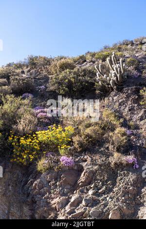 Fiori selvatici e l'uomo vecchio del cactus Andes su una collina vicino Putre, Cile ad un'altitudine di 11.000 piedi. Foto Stock