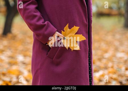 Caduta della foglia tenendo in mano femmina. Colpo di donna senza volto in cappotto viola che tiene foglia di acero giallo Foto Stock