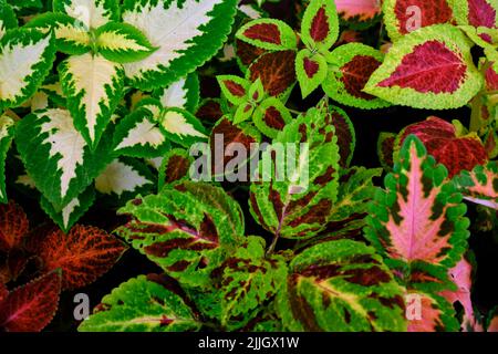 Sfondo di foglie colorate, struttura delle foglie tropicali, verde scuro e fogliame di spina viola, pianta ornamentale, sfondo naturale Foto Stock