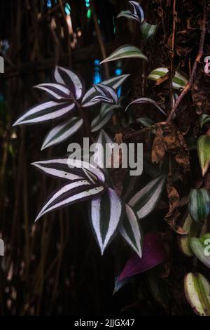 Sfondo di foglie colorate, struttura delle foglie tropicali, verde scuro e fogliame di spina viola, pianta ornamentale, sfondo naturale Foto Stock