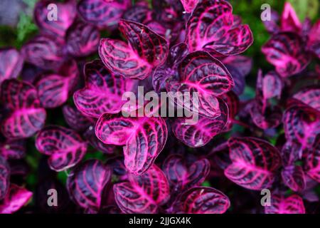 Sfondo di foglie colorate, struttura delle foglie tropicali, verde scuro e fogliame di spina viola, pianta ornamentale, sfondo naturale Foto Stock