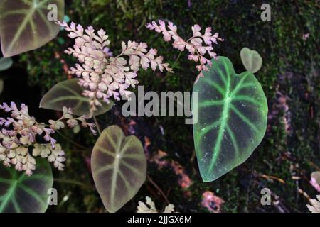 Sfondo di foglie colorate, struttura delle foglie tropicali, verde scuro e fogliame di spina viola, pianta ornamentale, sfondo naturale Foto Stock