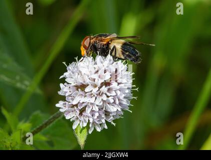 Pellucid fly (Volucella pellucins) un tipo di pappa , che si nuoce alla menta d'acqua . Suffolk, Regno Unito Foto Stock