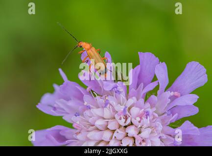 Un primo piano di un Beetle soldato (Rhagonycha fulva) che si nutrono di carote selvatiche . Suffolk, Regno Unito. Foto Stock